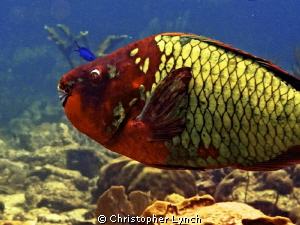 terminal phase stoplight parrot fish by Christopher Lynch 